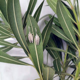 Cicada small hook earrings silver